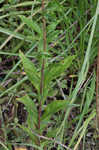 Canada goldenrod